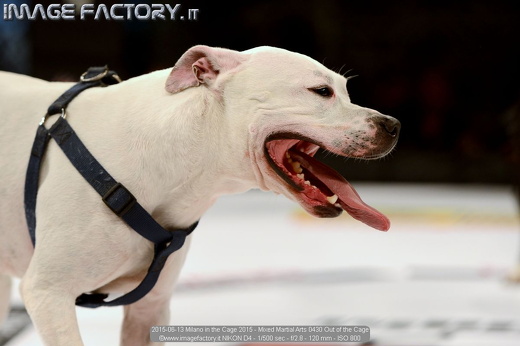 2015-06-13 Milano in the Cage 2015 - Mixed Martial Arts 0430 Out of the Cage